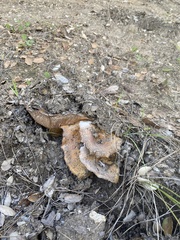 Tricholoma fracticum