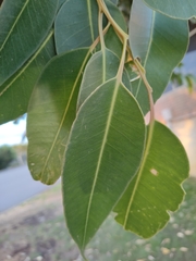 Eucalyptus robusta