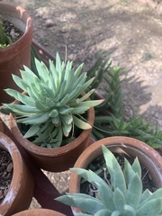Agave desmettiana
