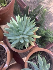 Agave desmettiana