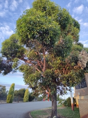 Eucalyptus robusta