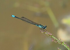 Acanthagrion lancea