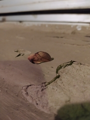 Psilopygida crispula