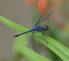 Oligoclada abbreviata
