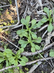 Valerianella