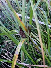 Cyperus ustulatus