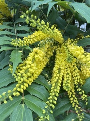 Berberis × hortensis
