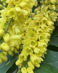 Berberis × hortensis