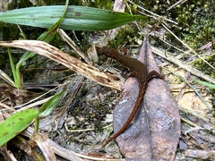 Lepidoblepharis