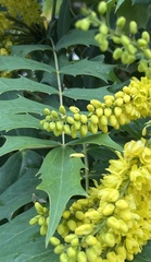 Berberis × hortensis