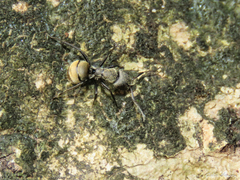 Camponotus arboreus