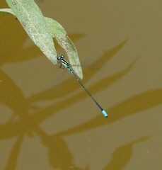 Acanthagrion lancea