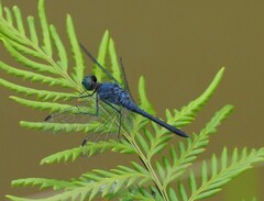 Oligoclada abbreviata