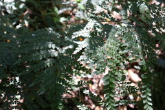 Adiantum formosum