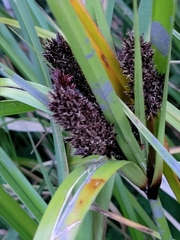 Cyperus ustulatus