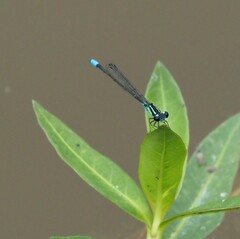 Acanthagrion lancea