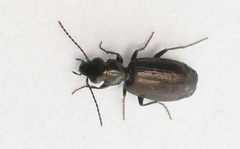 Syntomus foveatus