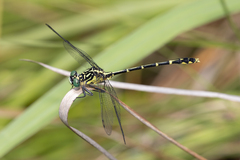 Austrogomphus ochraceus