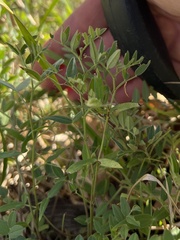 Vicia sativa