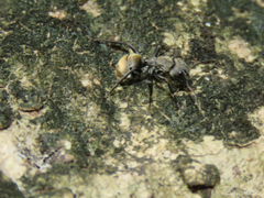 Camponotus arboreus