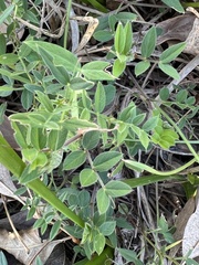 Vicia sativa