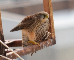 Falco tinnunculus canariensis