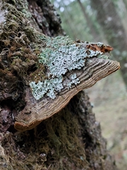 Porodaedalea gilbertsonii
