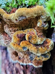 Porodaedalea gilbertsonii