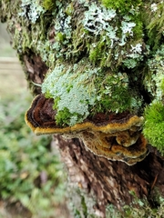 Porodaedalea gilbertsonii