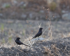Dicrurus macrocercus harterti