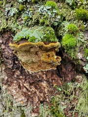 Porodaedalea gilbertsonii