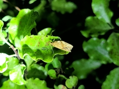 Epiphyas postvittana
