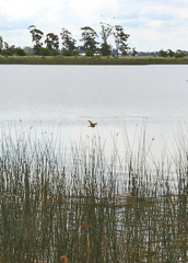 Ixobrychus involucris