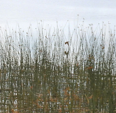 Ixobrychus involucris