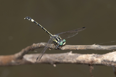 Austroepigomphus praeruptus