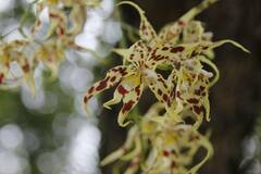 Oncidium gloriosum