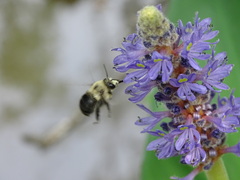 Anthophora abrupta