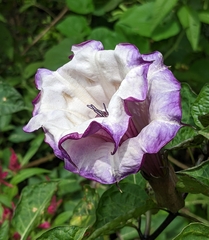 Datura metel