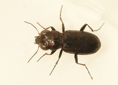 Notiophilus germinyi