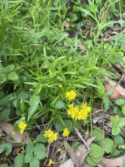 Senecio linearifolius