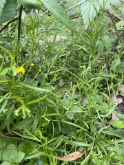 Senecio linearifolius
