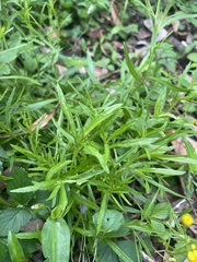 Senecio linearifolius