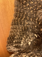 Caprimulgus europaeus meridionalis