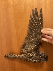 Caprimulgus europaeus meridionalis
