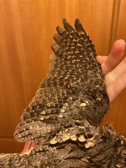 Caprimulgus europaeus meridionalis