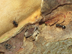 Dolichoderus laminatus