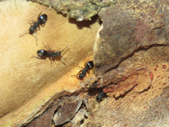 Dolichoderus laminatus