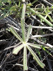 Lupinus truncatus