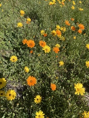 Dimorphotheca sinuata