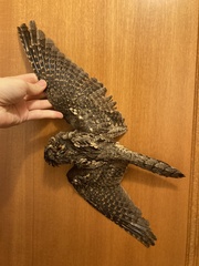 Caprimulgus europaeus meridionalis